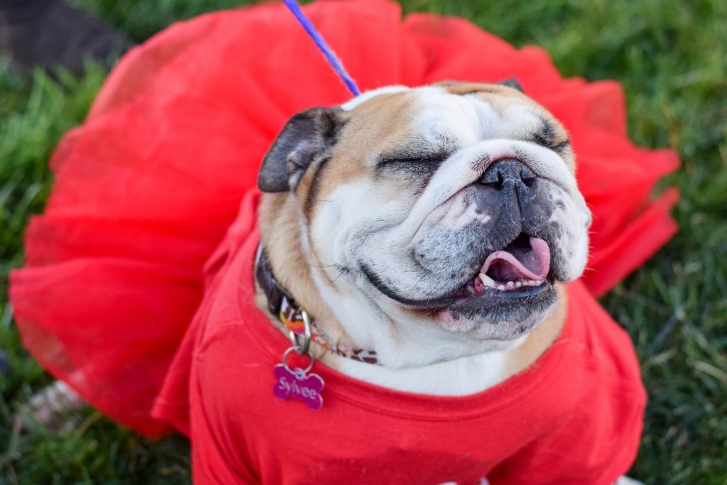 Dog dressed and smiling for the Coastal Bend Heart Walk